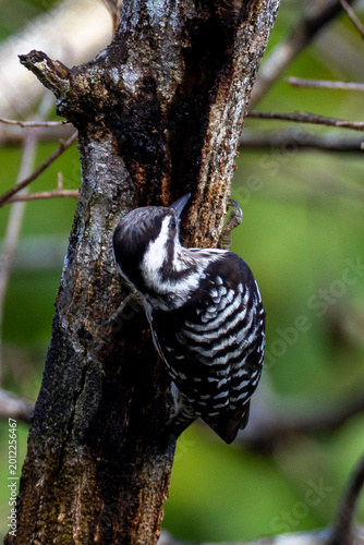 Beautiful bird in Asian, It is a kind of bird found in Thailand.