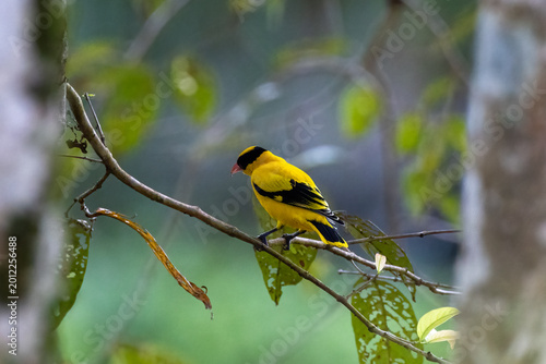 Beautiful bird in Asian, It is a kind of bird found in Thailand.