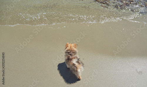 Valokuva 夏の海のビーチの波と砂浜で散歩するポメラニアンの子犬の姿