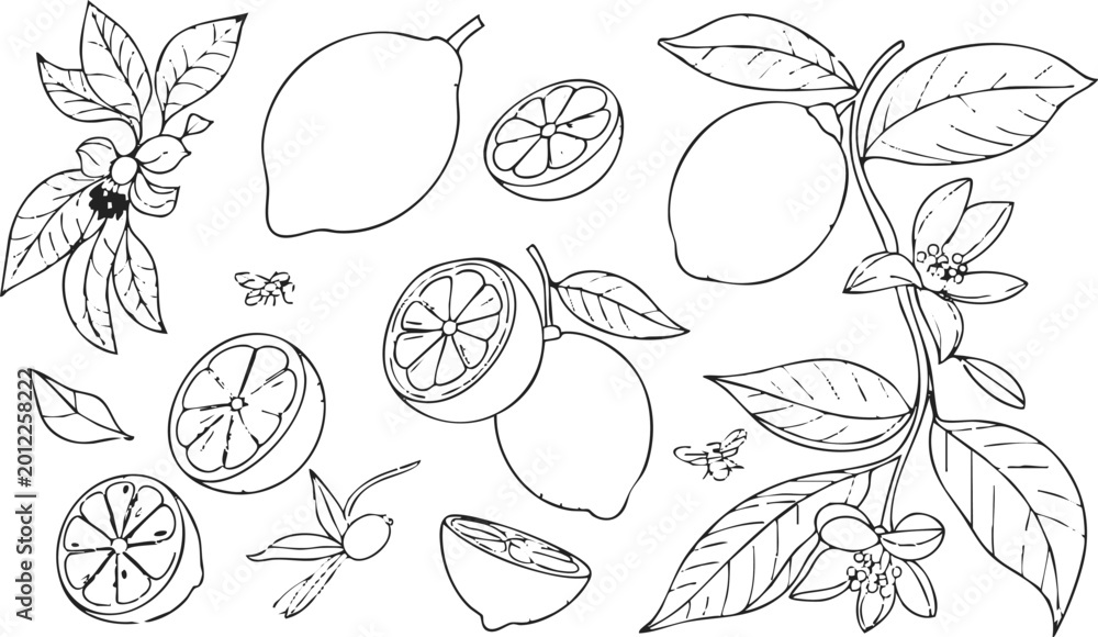 Fototapeta premium lemon line drawing with whole fruit halves slices leaves blossoms bees