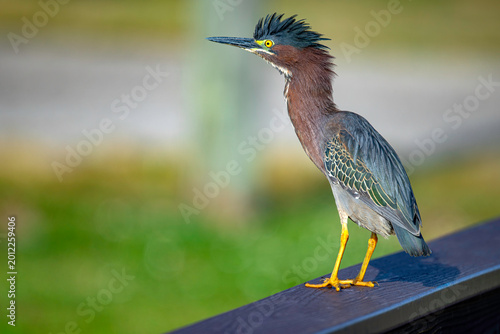 Foto Agitated green heron with raised crest feathers displaying territorial behavior