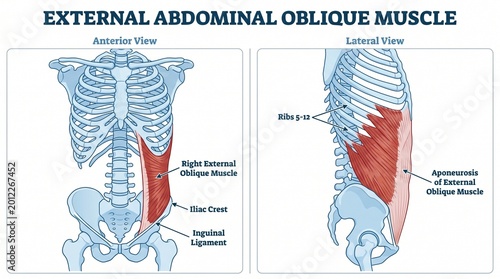 Anterior and lateral view of the external abdominal oblique muscle