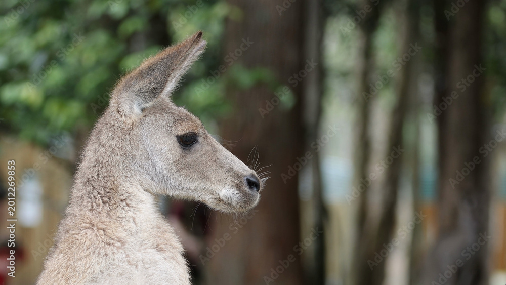 Fototapeta premium Profile Close Up of a Kangaroo Head in a Forest Setting
