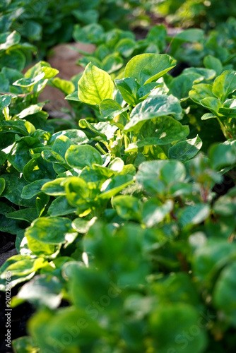 Fotografie The green watercress plant is planted in a pot, Green watercress leaves, one of the super foods, beneficial for health lovers