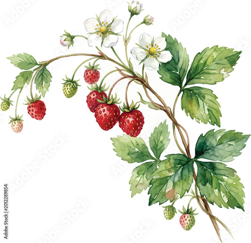 Ripe strawberries hang from a lush green stem with white flowers and leaves.