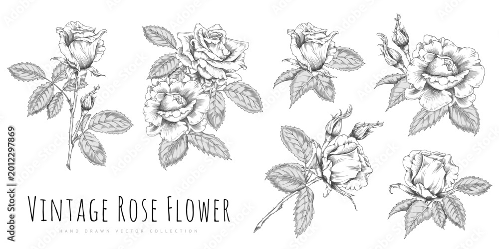Fototapeta premium Set of vintage roses with leaves, engraved, monochromatic, hand-drawn.