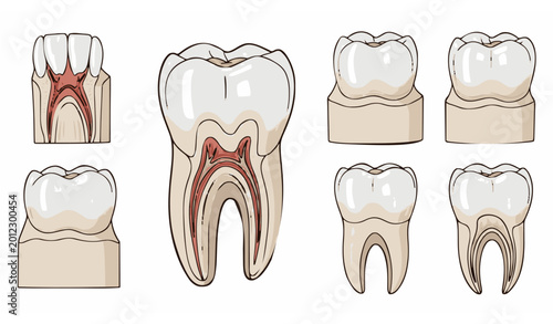 Cuadro en lienzo Premolar teeth anatomy vector set with dental study models and medical illustrat