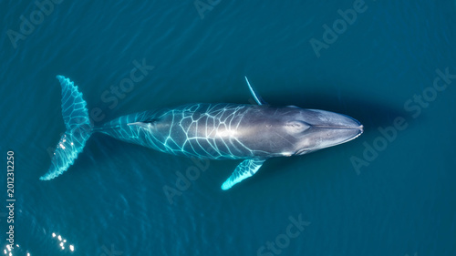 Aerial Drone View of a Majestic Whale Swimming in Deep Blue Ocean with Light Refraction