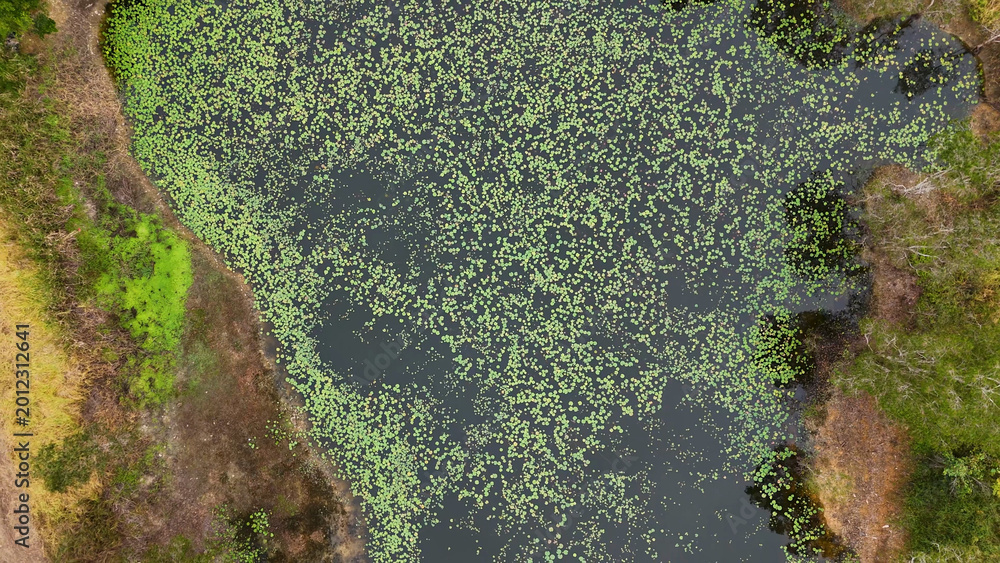 Fototapeta premium Top Down Aerial View of Lily Pads on a Pond in Australia