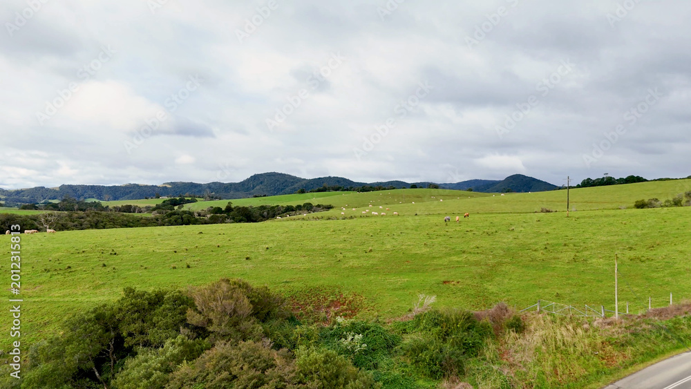Naklejka premium Aerial View of Lush Green Farmland and Rolling Hills in Dorrigo Australia