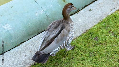 Australian Wood Duck Walking on Green Grass Near a Concrete Edge