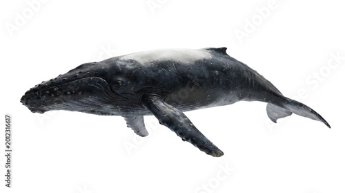 High-Angle Dorsal View of a Realistic Humpback Whale Isolated for Professional Compositing