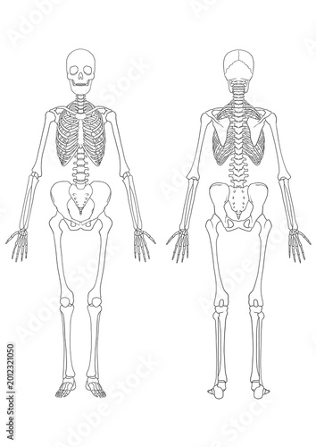 Human skeletal system, female full body anatomy. (Anterior view)