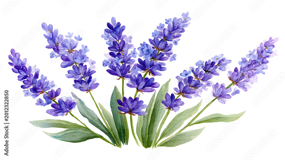 Obraz premium Graceful watercolor lavender floral illustration capturing the beauty of purple blossoms and green foliage, ideal for tranquil and aromatic design projects and serene aesthetics