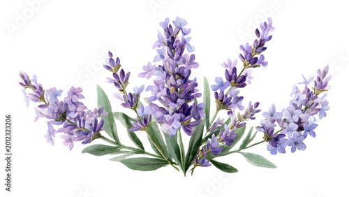 Elegant watercolor illustration featuring delicate purple lavender flowers with green leaves, capturing the essence of botanical beauty and natural serenity for various design applications