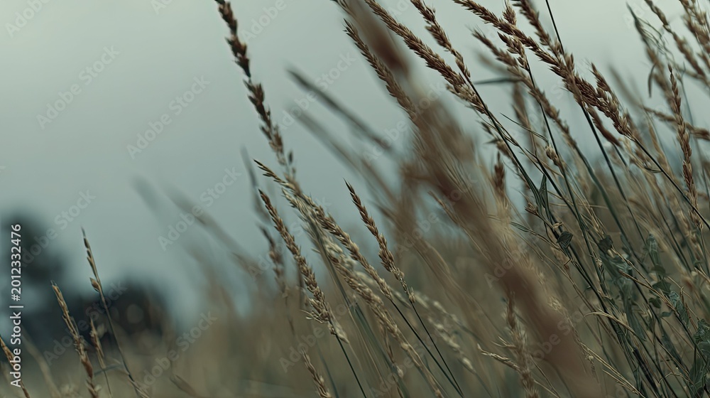 Obraz premium Dry grass ears swaying in a tranquil field