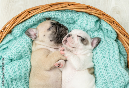 Photos Two tiny French bulldog puppies sleep together inside basket