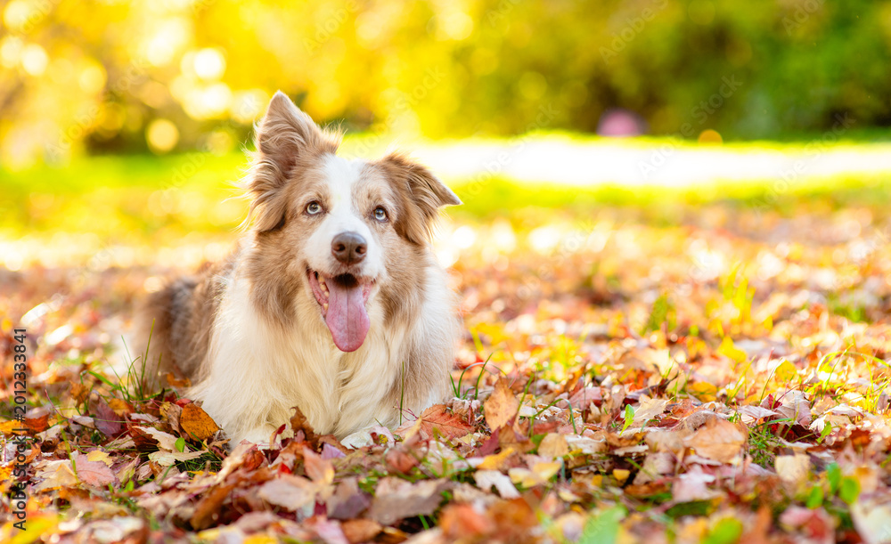 Fototapeta premium Adult Australian Shepherd dog lying at autumn park in sunset. Empty space for text