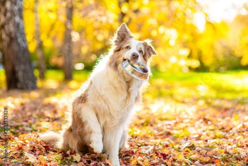 Hungry Australian shepherd dog holding a bowl in its mouth at sunny autumn park. Empty space for text