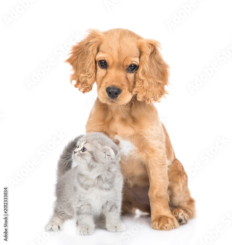 Quadro su tela Cute English cocker spaniel puppy dog and tiny kitten sit together