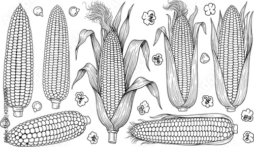 Fotografía Hand Drawn Corn Cob Collection with Husks and Kernels for Farming, Agriculture,
