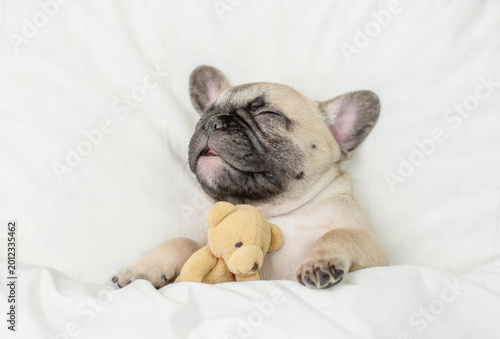 Photography Cute French bulldog puppy sleeps with toy bear under warm blanket on a bed at home