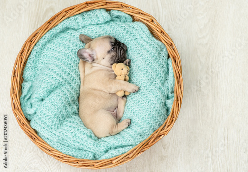 Tableau sur toile Tiny French bulldog puppy sleeps inside basket with toy bear