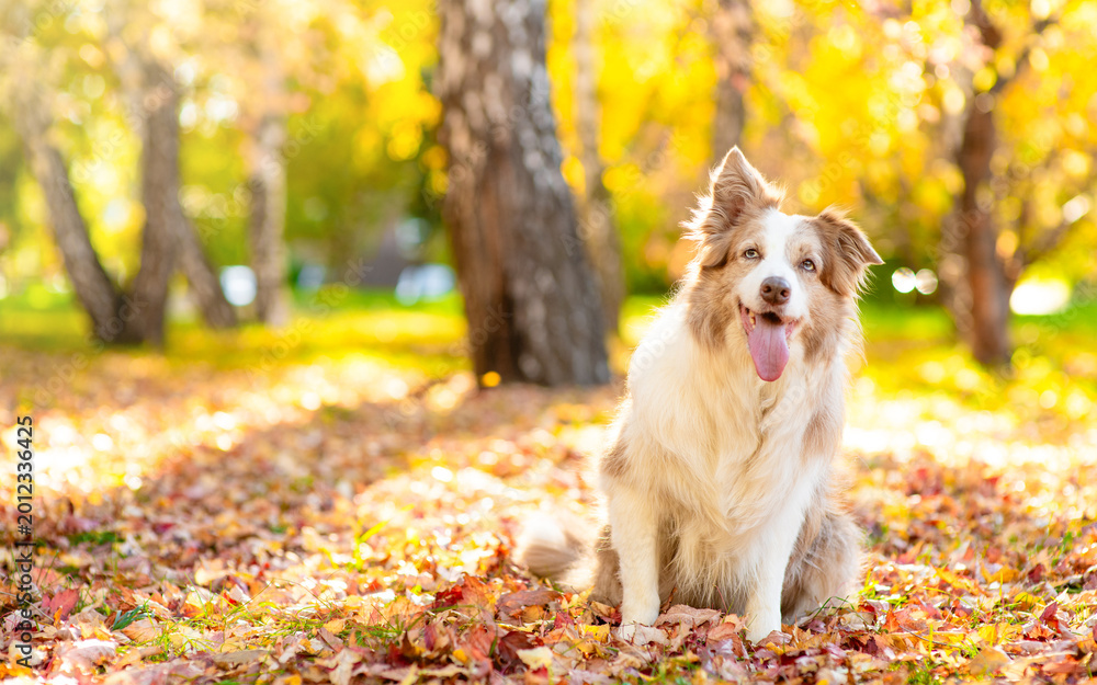 Fototapeta premium Happy adult Australian Shepherd dog siting at autumn park in sunset. Empty space for text