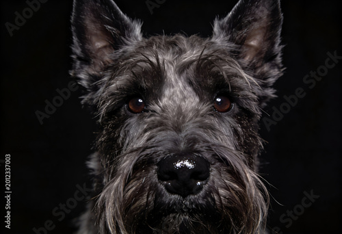 Close-up portrait of a gray shaggy dog with pointy ears on black background