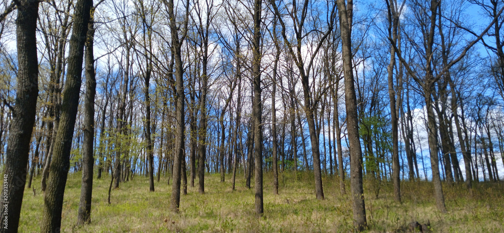 Obraz premium Sunny spring deciduous forest landscape with young green grass