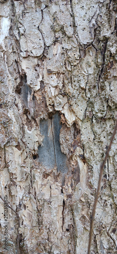 Detailed tree trunk texture with bark beetle tunnels and larvae galleries