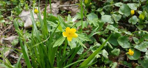 Foto Spring meadow with yellow lesser celandine flowers blooming