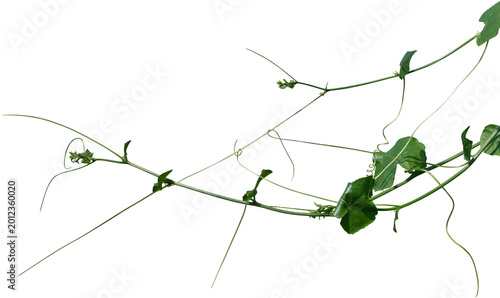 Vine plant and leaves, This climbing plant thrives in nature isolated on white background. Have clipping path.