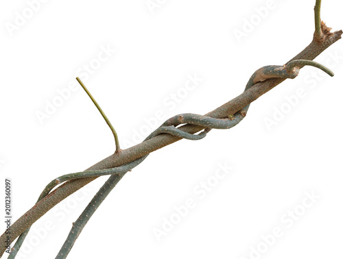 Twisted dried Liana jungle vine.