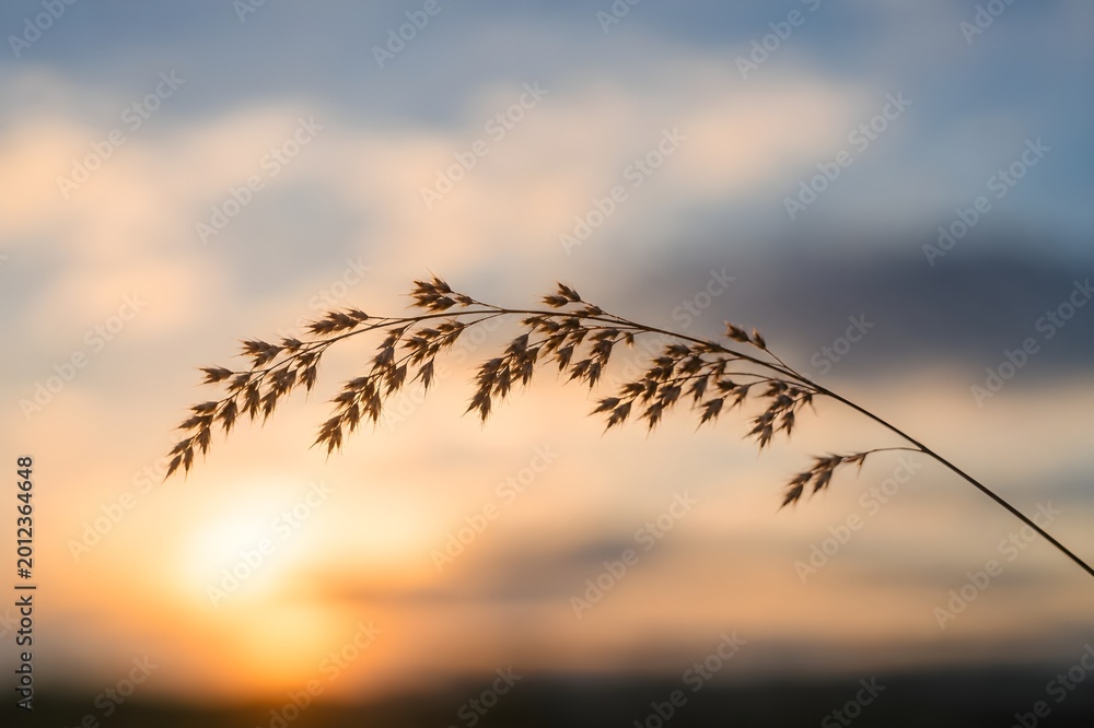 Obraz premium The soft curves of grass branches and the sunset