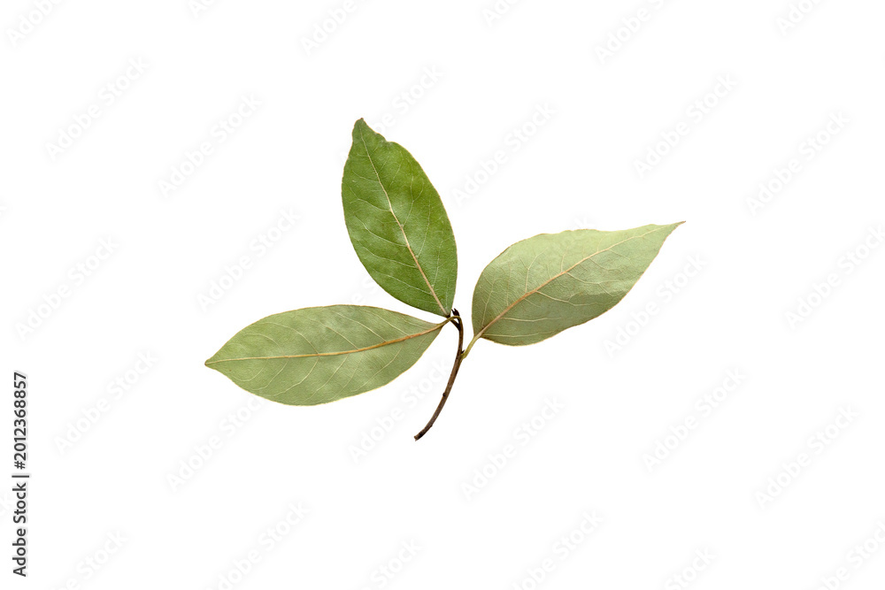 Fototapeta premium Natural spicy bay leaf isolated on white background. High quality photo