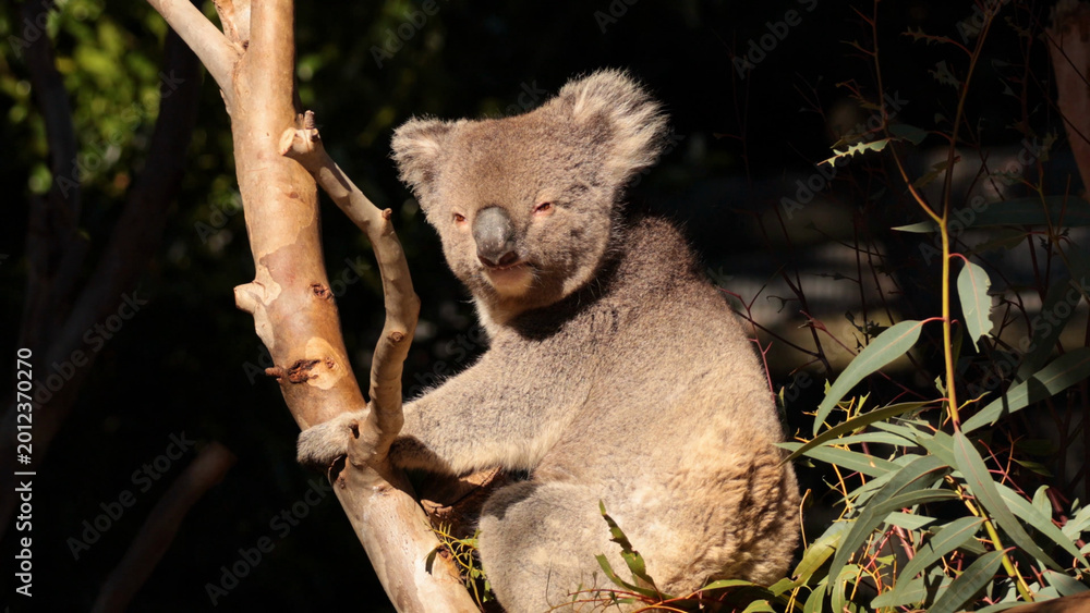 Fototapeta premium Wild Koala Sitting on a Tree Branch in Sunlight in Melbourne Australia