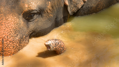 Quadro em tela Close Up of an Asian Elephant Submerged in Muddy Water in Phuket