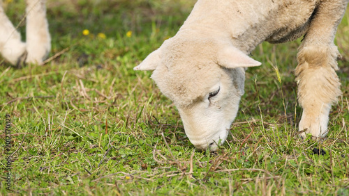 Tableau sur toile Close Up of a Wiltipoll Sheep Grazing in a Green Pasture