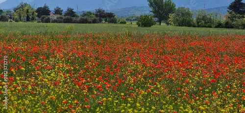 Foto field of red poppies