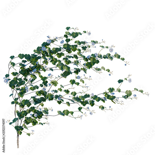Foto Ipomoea nil tree, elevation, front view, cutout, transparent background, isolate