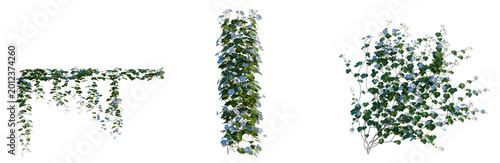 Konstfotografi Ipomoea nil tree, elevation, front view, cutout, transparent background, isolate