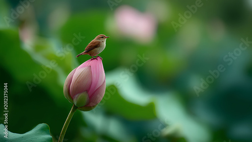Delicate Bird on Lotus Bud Nature Photography