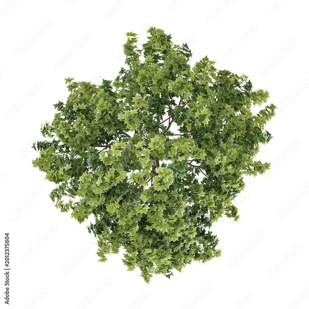 Obraz premium 3d illustration of Liquidambar styraciflua plant isolated on transparent background from top view