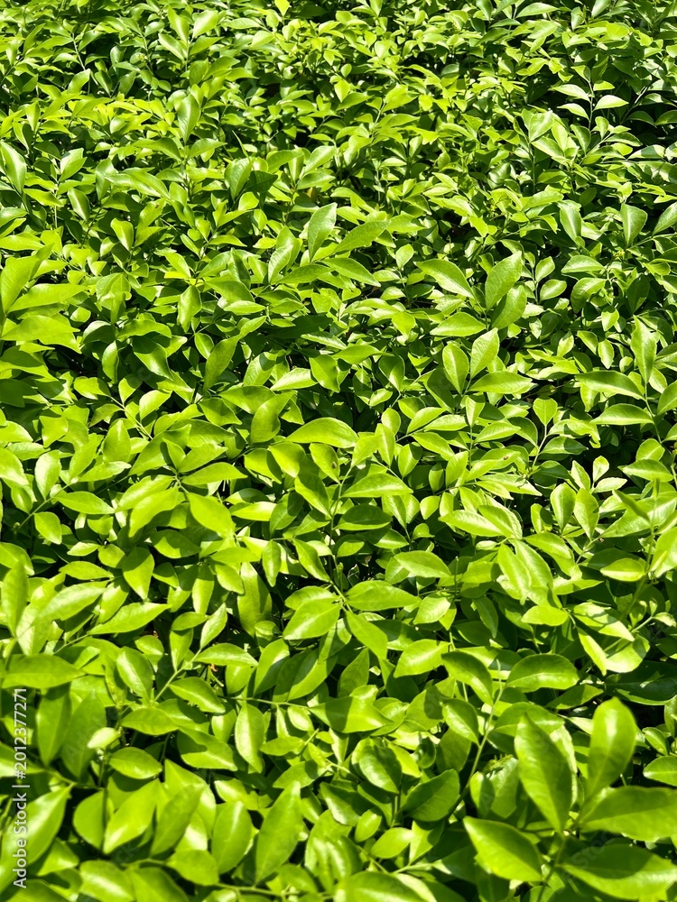 Fototapeta premium green leaves background