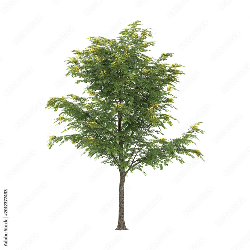 Fototapeta premium 3D rendering of Cassia javanica plant on transparent background