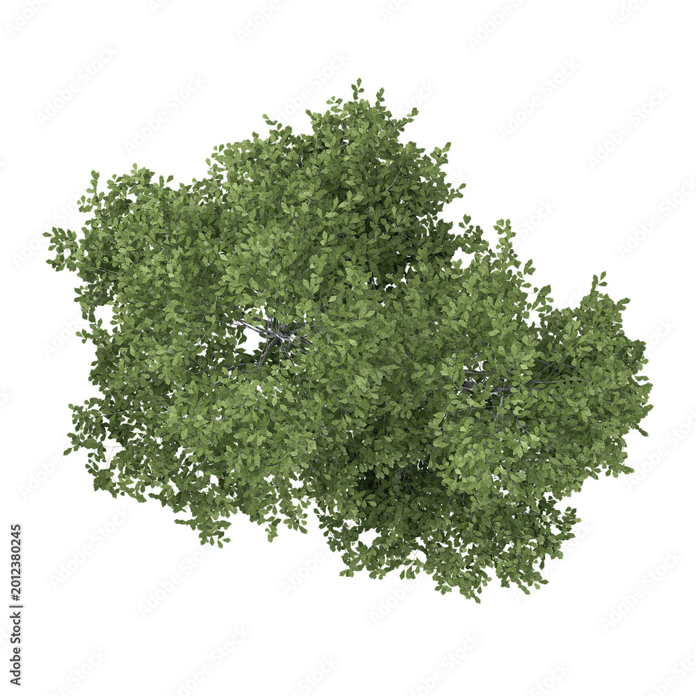 Obraz premium 3d Rendering Of silver birch on Transparent Canvas from top view