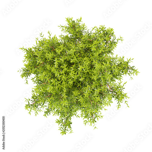 Cuadro en lienzo 3D rendering of teddy arborvitae plant on transparent background from top view