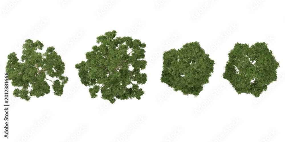 Fototapeta premium Set of Eucalyptus plants on transparent background from the top view
