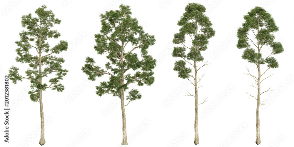 Fototapeta premium Set of Eucalyptus plants on transparent background